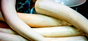 Китай ще забрани продажбата на слонова кост до края на 2017 г.