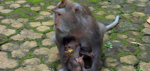 ”Без багаж“ сред свещените маймуни на Бали
