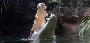 Крокодил ухапа френска туристка след опит за селфи
