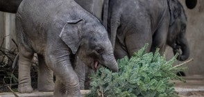 Слончета получиха като подарък непродадени коледни елхи (СНИМКИ)
