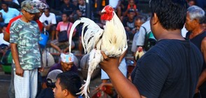 ”Без багаж“ на кървавите арени за борба с петли на Бали