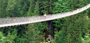 Седем човека загинаха при падане на висящ мост в Колумбия (ВИДЕО)