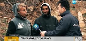 "Пълен абсурд": Дървосекачи по неволя