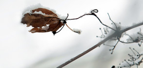Европа остава в плен на студа (ВИДЕО+СНИМКИ)