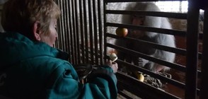 Маймунка от зоокъта в Шумен се топли с радиатор (ВИДЕО+СНИМКИ)