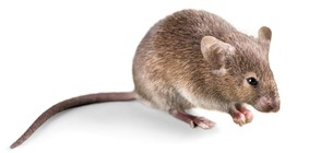 НАУЧЕН ПРОБИВ: Хапче за изтрезняване помогна на пияни мишки
