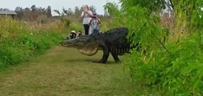 Усещането да си на метри от огромен алигатор (ВИДЕО)