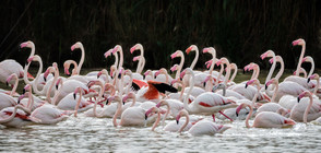 Десетки птици фламинго умряха от студ в Черна гора