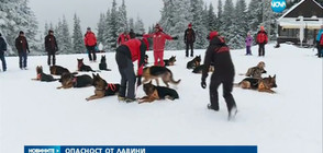 ОПАСНОСТ ОТ ЛАВИНИ: В страната има 10 обучени кучета спасители