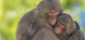 60% от приматите по света са застрашени от изчезване