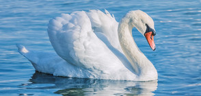 В Созопол и Бургас откриха лебеди, заразени с птичи грип