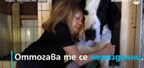 Куче помогна на болно момиченце да живее (ВИДЕО)