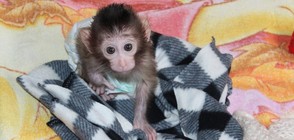 Маймунчето Алф от столичния зоопарк стана на една година (ГАЛЕРИЯ)