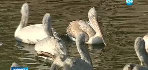 Пеликани бедстват в язовир Розов кладенец