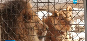 Лъв избяга от клетката си в зоопарка в Стара Загора