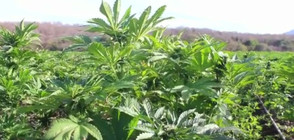 15 хектара марихуана и опиумен мак, открити в Мексико (ВИДЕО)