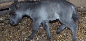 Пони се роди в зоопарка във Варна (ВИДЕО+СНИМКИ)
