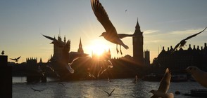 Brexit може да засегне чайките