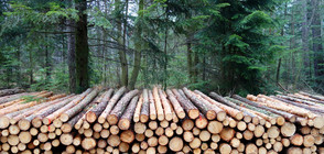 Откриха незаконно добита дървесина в Хисаря (ВИДЕО)