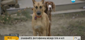 Куче, осъдено на смърт, беше оневинено след ДНК тест (ВИДЕО)