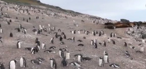САМО ПО NOVA: Уникални кадри от Антарктида (ВИДЕО)