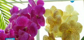 2000 орхидеи изпълниха Ботаническата градина в Ню Йорк (ВИДЕО)