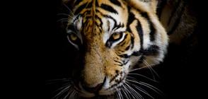 Тигри човекоядци тероризират индийски села