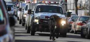 Полиция в зрелищно преследване на бик (ВИДЕО)