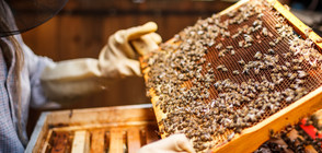 МАСОВО УНИЩОЖЕНИЕ: Опасен пестицид убива пчелите у нас