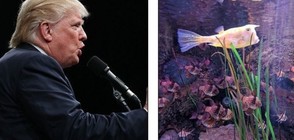Оприличиха риба на Доналд Тръмп (СНИМКИ)