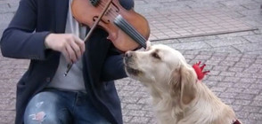 Пеещо куче - атракция в центъра на Пловдив (ВИДЕО)