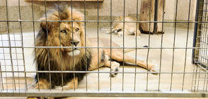 Лъв нападна 22-годишно момиче в японски зоопарк