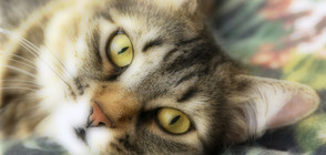 Учени установиха опасни токсични химикали в кръвта на котките