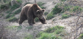 Забелязаха мечка край Радомир