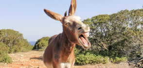 Свършиха местата в приюта за стари магарета в Баничан