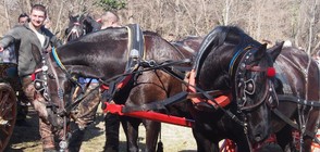 Състезания с каруци за Тодоровден край Варна (ВИДЕО+СНИМКИ)