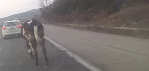 От "Моята новина": Крави на магистрала "Тракия" (ВИДЕО)