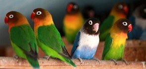 Палестинец отглежда над 500 папагалa в дома си (СНИМКИ)