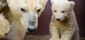 Полярното мече Фриц почина (ВИДЕО+СНИМКИ)