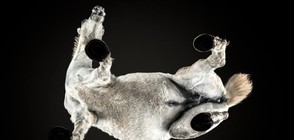 НЕСТАНДАРТЕН ПОГЛЕД: Уникална фотосесия на коне (ГАЛЕРИЯ)