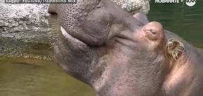 Хипопотам - на зъболекар (ВИДЕО)