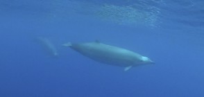 Учени заснеха много рядък вид кит (ВИДЕО)