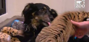 Куче стана бавачка на тигърчета в зоопарка в Синсинати (ВИДЕО)