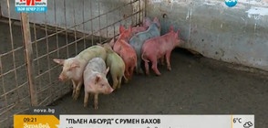 "Пълен абсурд": Цветни прасета се родиха в свинеферма (ВИДЕО)
