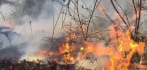 Овчари подпалиха горски масив край Тетевен (ВИДЕО)