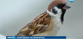 Призив към хората в България да спасят врабчетата