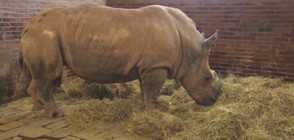 Чешки зоопарк започна да реже роговете на носорозите си
