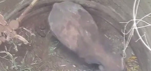 Бебе слонче падна в кладенец, дълбок 21 метра (ВИДЕО)