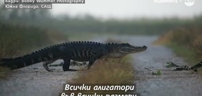 Алигатори минават на метри от човек (ВИДЕО)