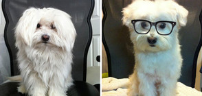 Кучета преди и след фризура (ГАЛЕРИЯ)